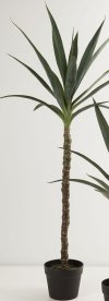 Stor yucca palme